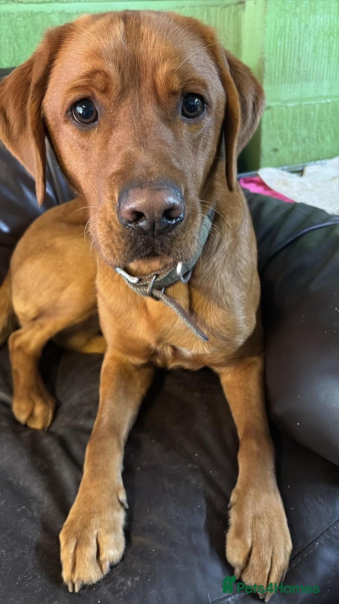 Labrador Retriever dogs for sale: Fox Red Male Labrador Retriever 20 months  - Image 4