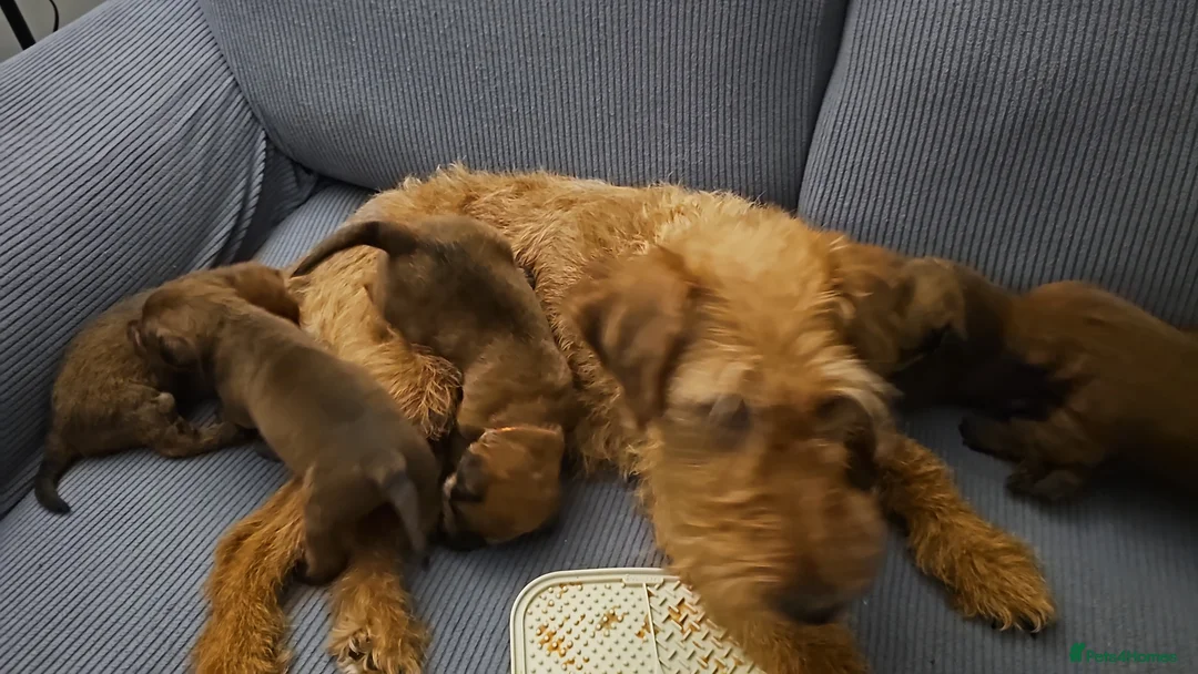 Irish Terrier dogs for sale: Irish Terrier - Advert 2