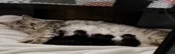 Maine Coon cats for sale: 🌿 THE HERITAGE COLLECTION 🌿 - Advert 17