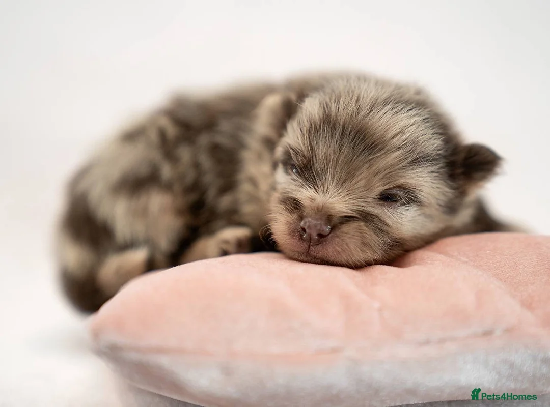 Pomeranian dogs for stud: STUD Chocolate and Tan Merle Blue Eyes Puppy Size in Guildford - Advert 19
