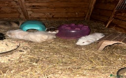Guinea Pig rodents for sale: Guinee pig boys for sale  - Advert 5