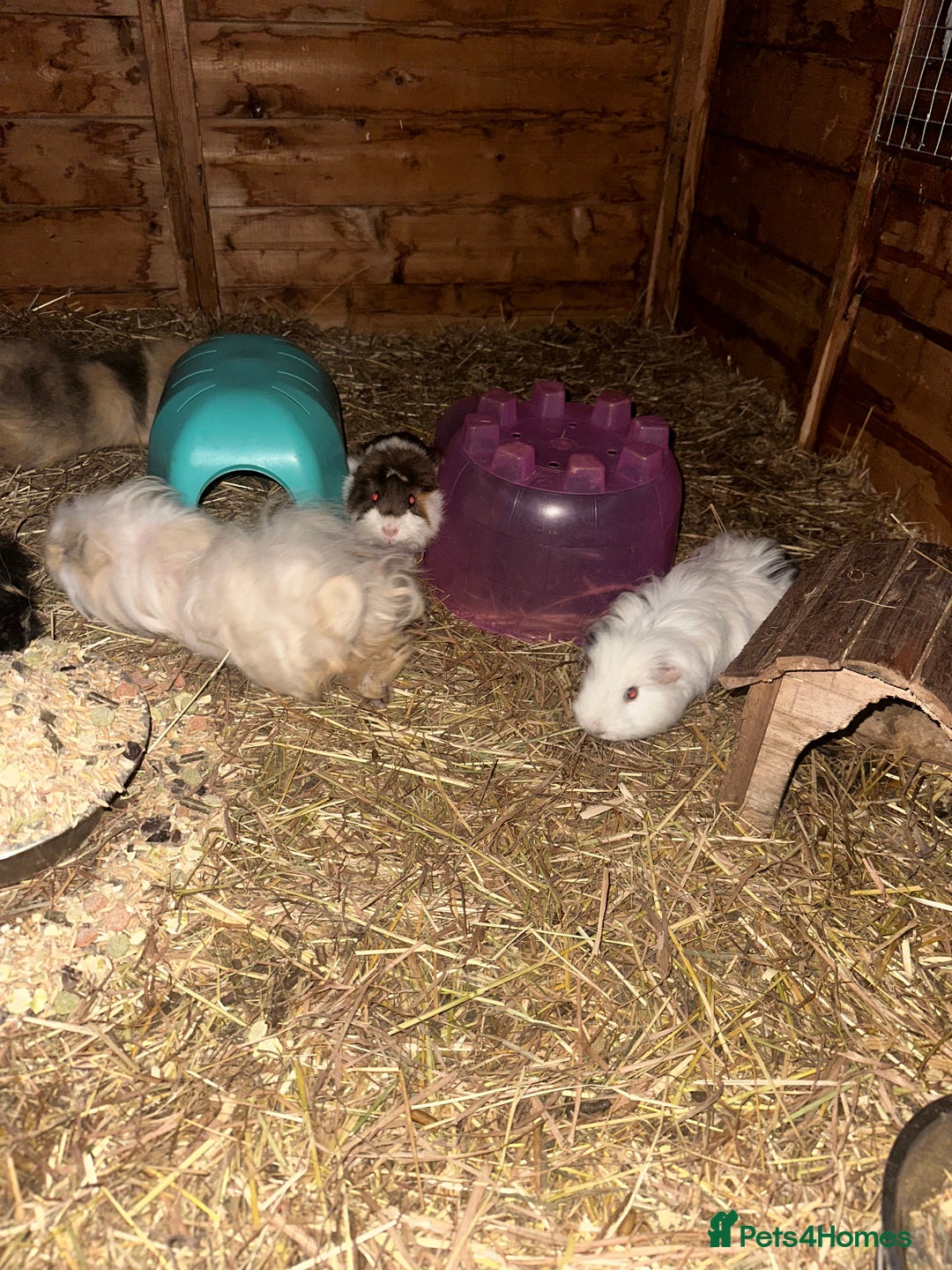 Guinea Pig rodents for sale: Guinee pig boys for sale  - Advert 5