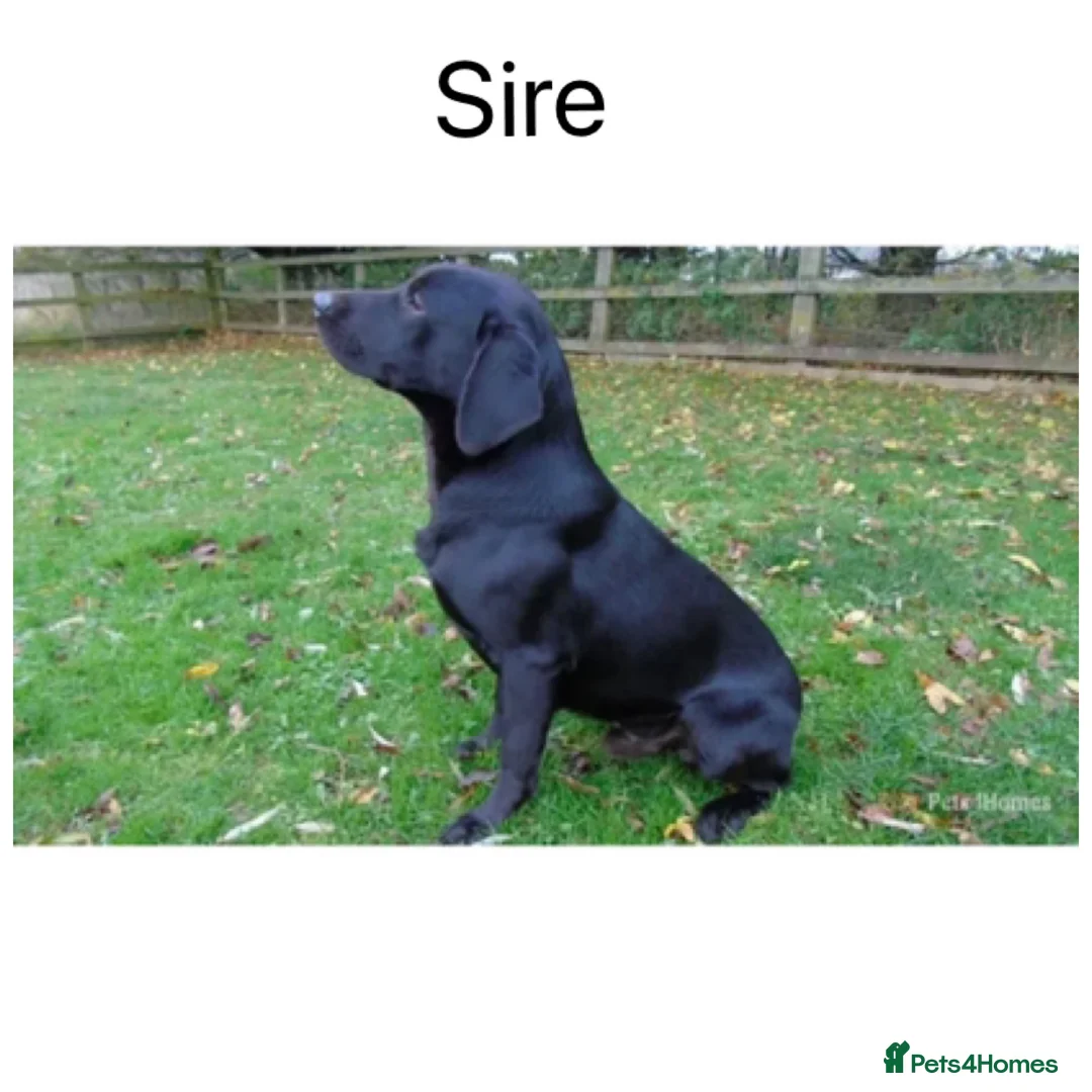 Labrador Retriever dogs for sale: Stunning KC pups, health tested&excellent lineage - Advert 12