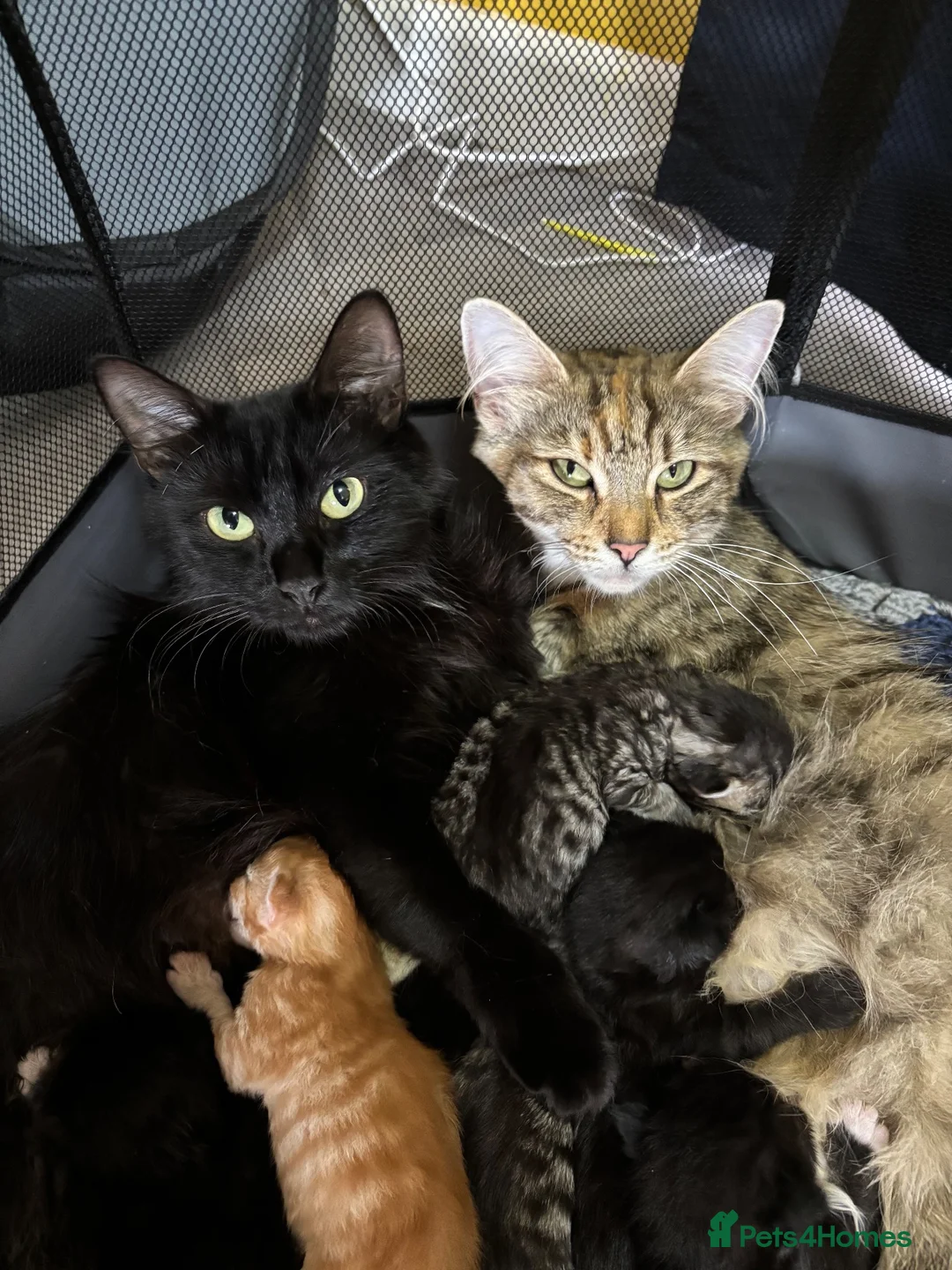 Mixed Breed cats for sale: Fluffy kittens in Chesterfield - Advert 1