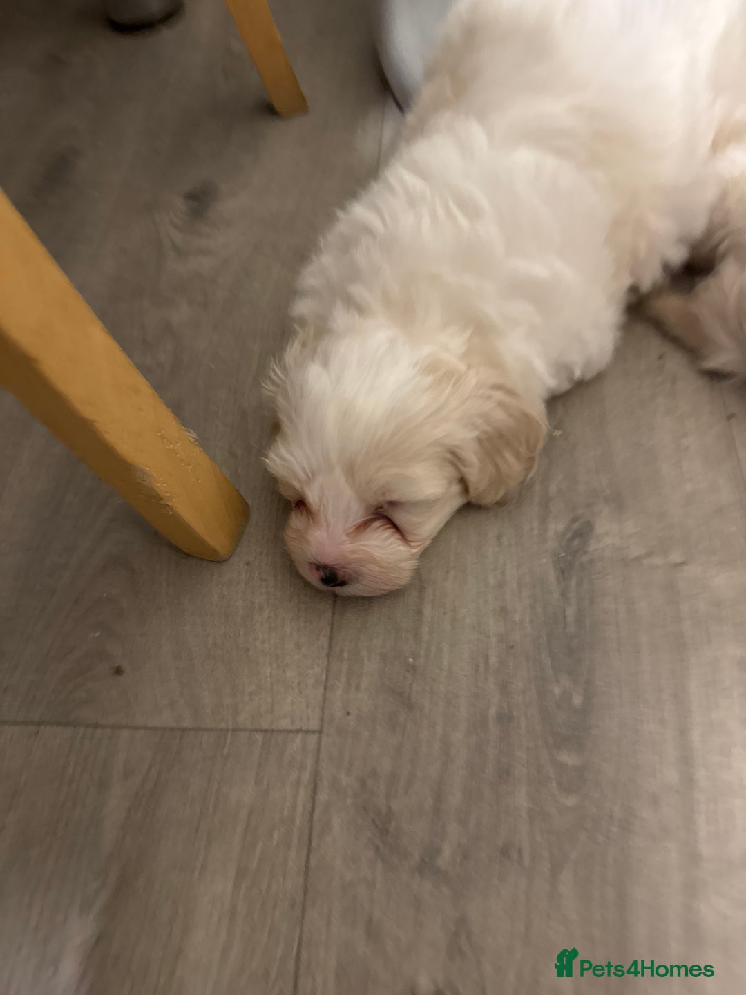 Maltese dogs for sale: Bichone Maltese  - Advert 8