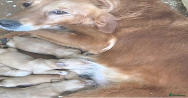 Golden Retriever dogs - Advert 12