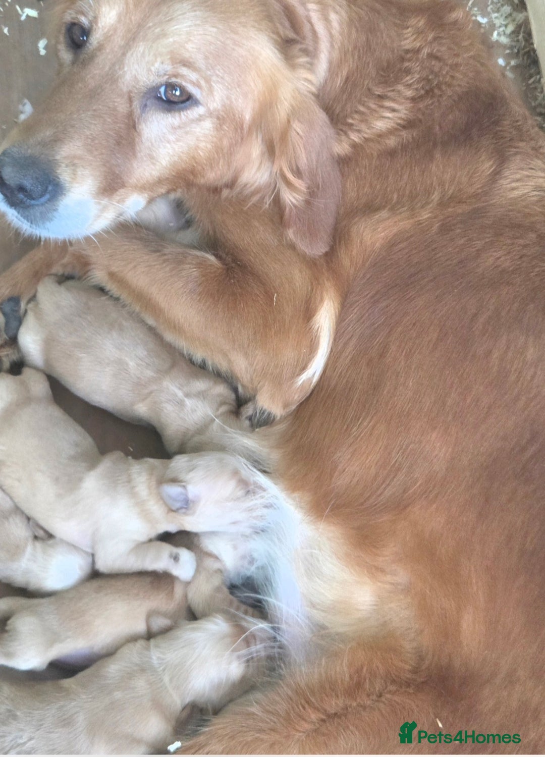 Golden Retriever dogs for sale: 🧡Beautiful Red Working golden retriever puppies🧡 - Image 3
