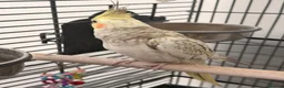 Cockatiels birds for sale: Cockatiel looking for a new home in High Wycombe - Advert 4
