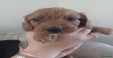 Cockapoo dogs - Advert 7