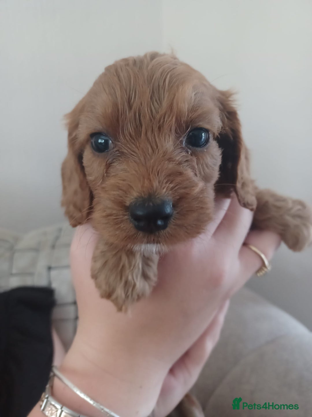 Cockapoo dogs for sale: F1 cockapoo puppies - Image 4