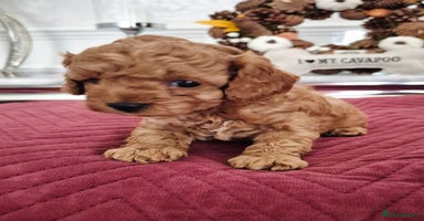 Cavapoo dogs - Advert 6