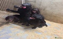 Sprocker dogs for sale: **Beautiful Sprocker Spaniel puppies ** - Image 4