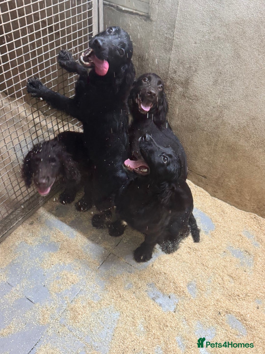 Sprocker dogs for sale: **Beautiful Sprocker Spaniel puppies ** - Image 4