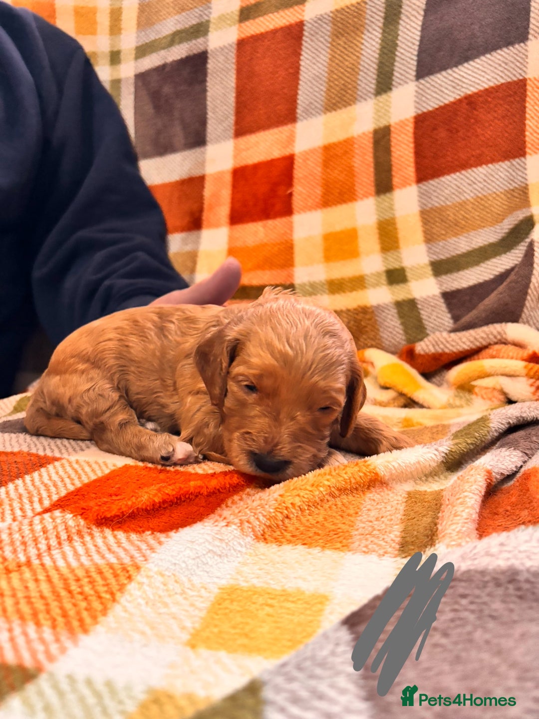 Mini Goldendoodle dogs for sale: ✨Stunning Red/Bronze Golden Doodle Pups ✨ - Advert 9