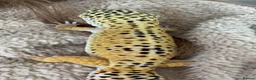 Leopard Gecko reptiles for sale: Leopard Gecko  - Advert 6