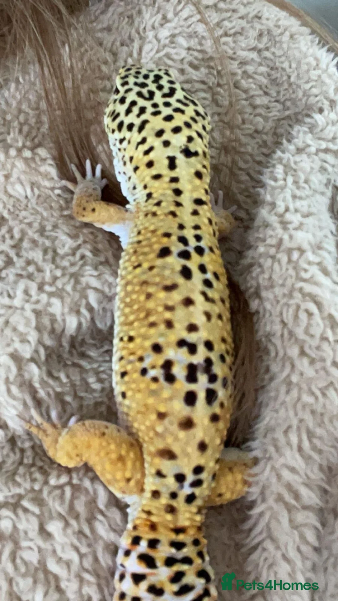 Leopard Gecko reptiles for sale: Leopard Gecko  - Advert 6