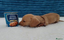 Miniature Dachshund dogs for sale: MINI DACHSHUND CREAM PRA CLEAR - Image 27