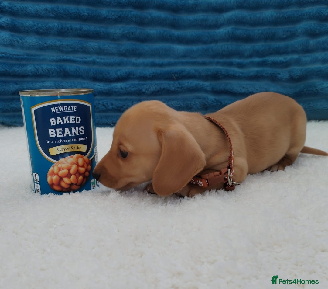 Miniature Dachshund dogs for sale: MINI DACHSHUND CREAM PRA CLEAR - Image 27