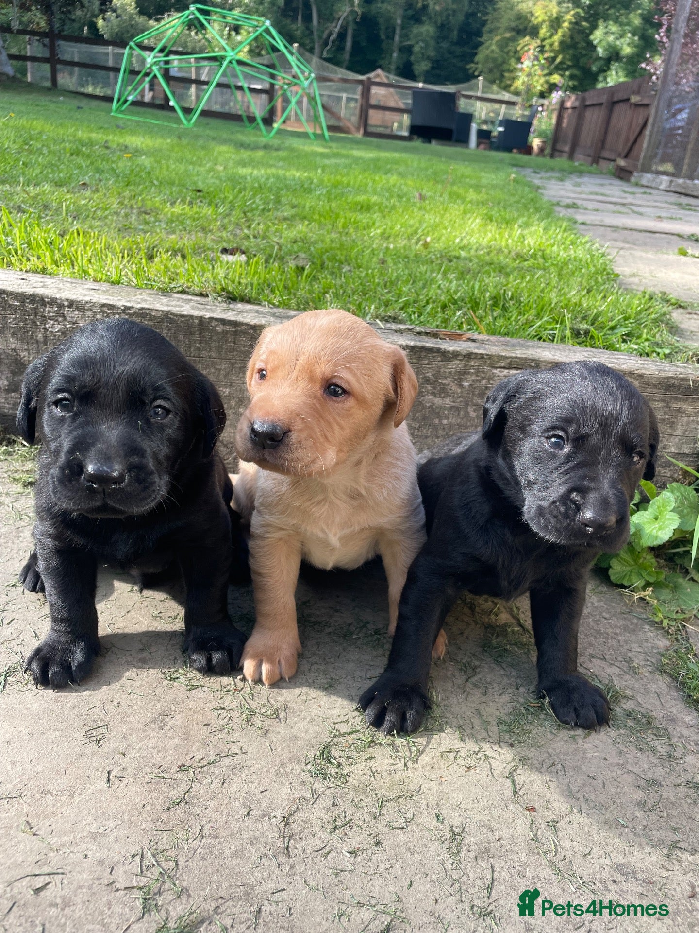 Labrador Retriever dogs Labrador puppies - Advert 2