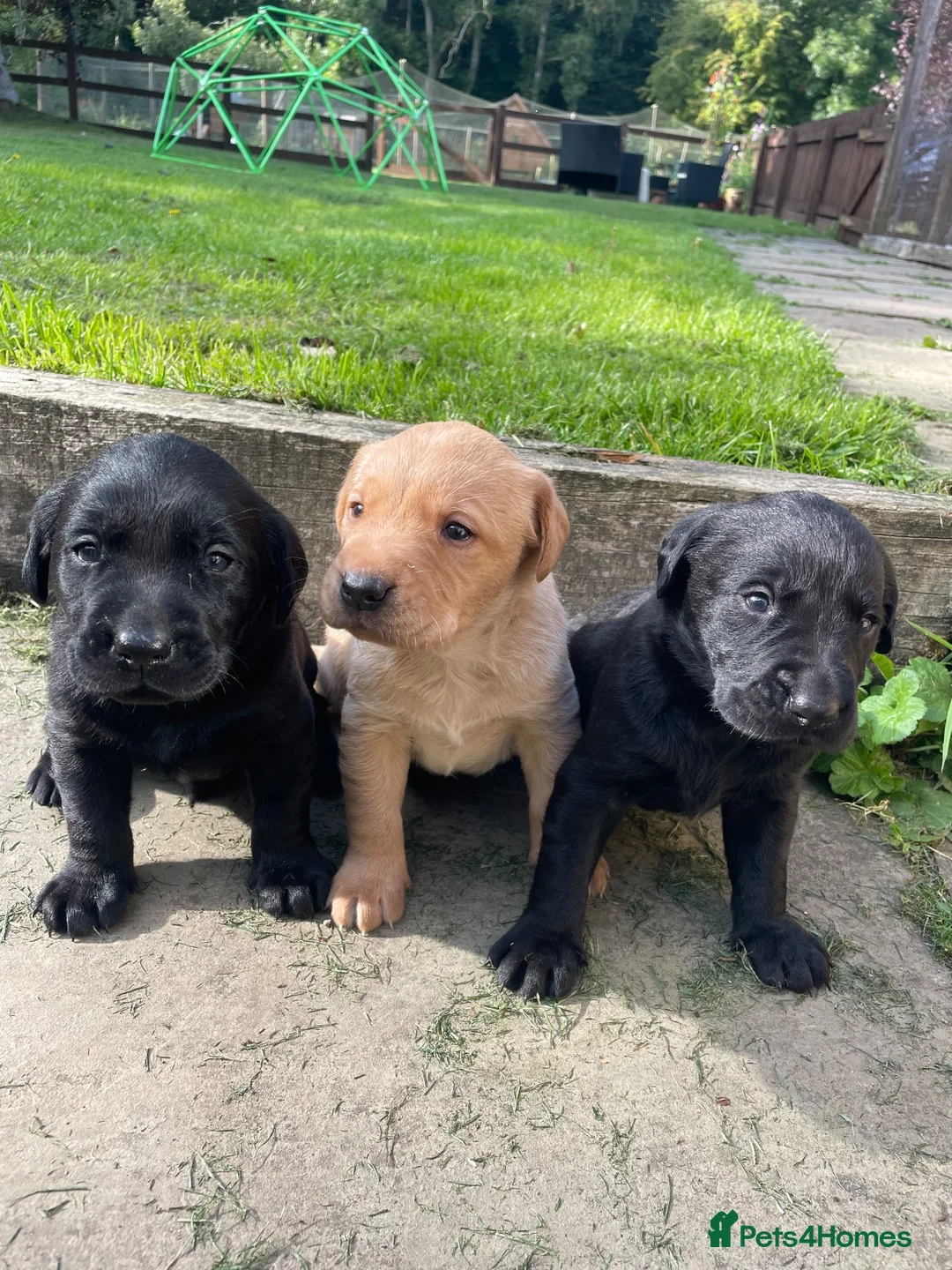 Labrador Retriever dogs for sale: Labrador puppies in Morpeth - Advert 1
