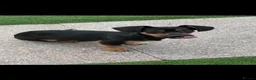 Mixed Breed dogs for sale: Beautiful dachsweiler girl for sale - Advert 2