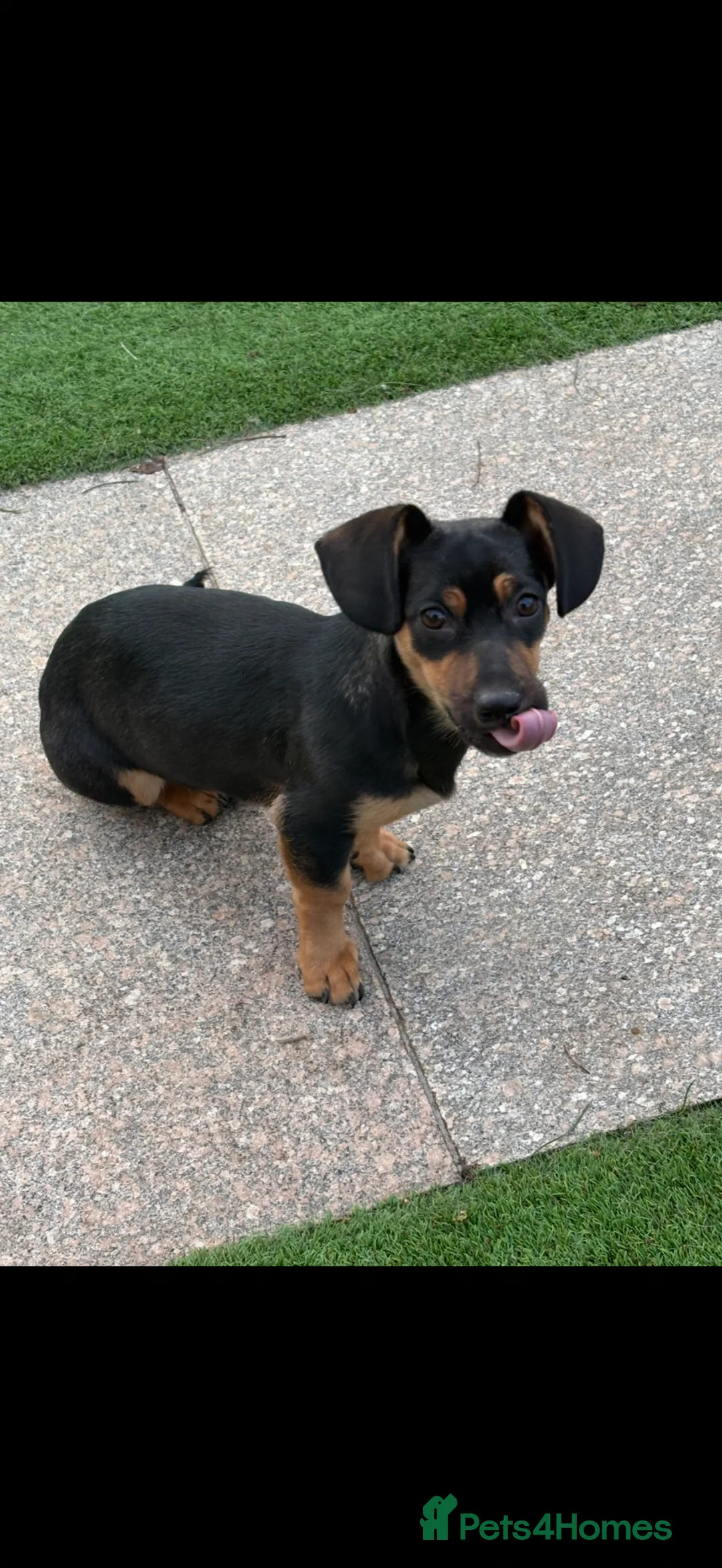 Mixed Breed dogs for sale: Beautiful dachsweiler girl for sale - Advert 2
