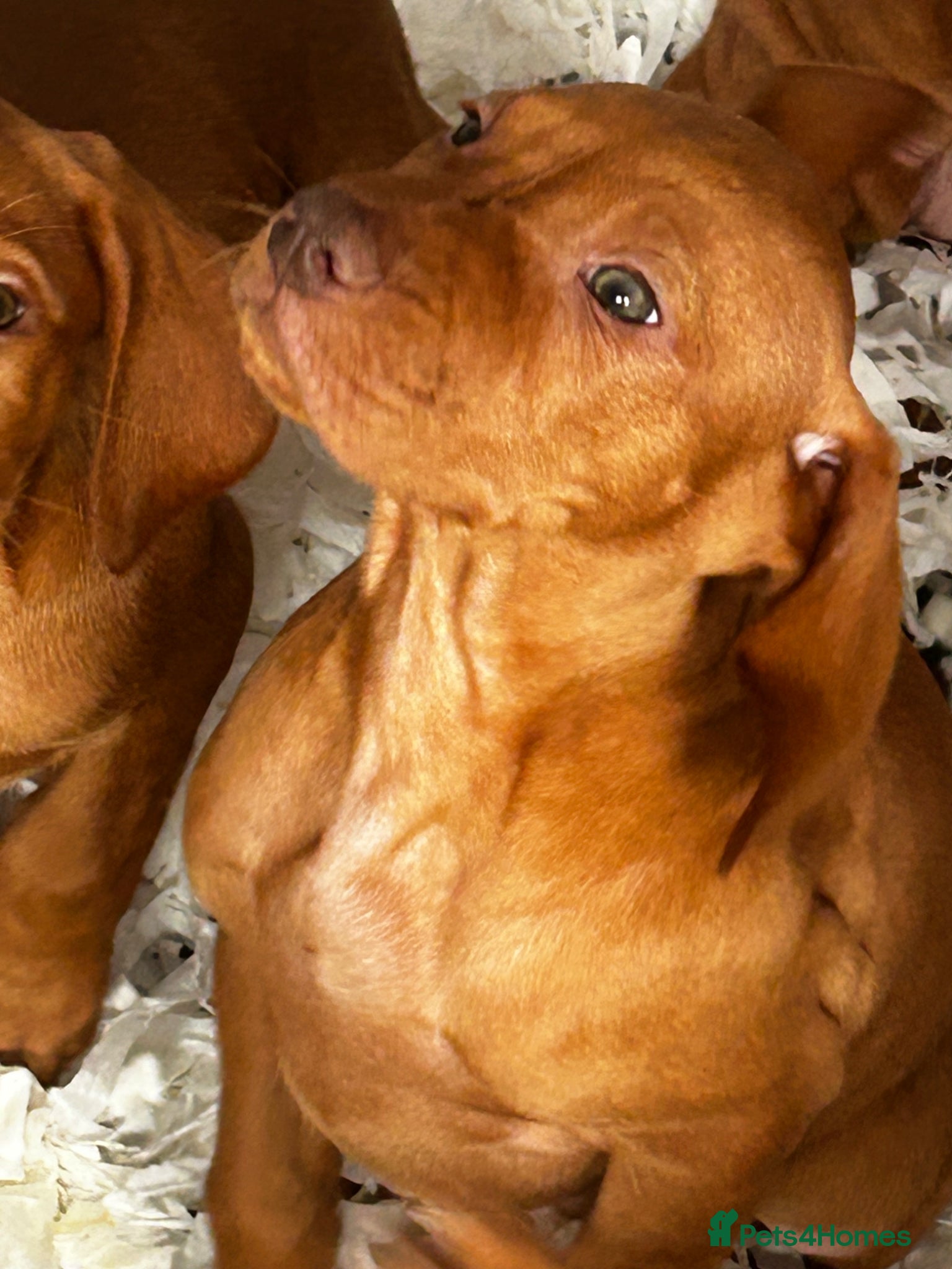 Hungarian Vizsla dogs Stunning chunky Hungarian vizsla puppies  - Advert 1
