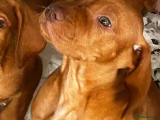 Hungarian Vizsla dogs for sale: Stunning chunky Hungarian vizsla puppies - Advert 2