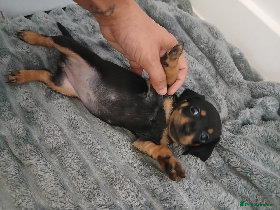 Chiweenie dogs for sale: Ready now 7 xsmall chiweenies fur babies  - Image 13
