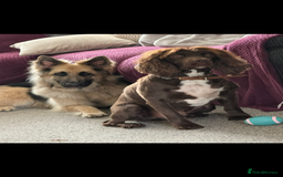German Shepherd dogs for sale: URGENT home needed for my dogs - Image 11