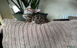 Bengal cats for sale: TICA Bengal kittens for sale . 🐱 - Image 10