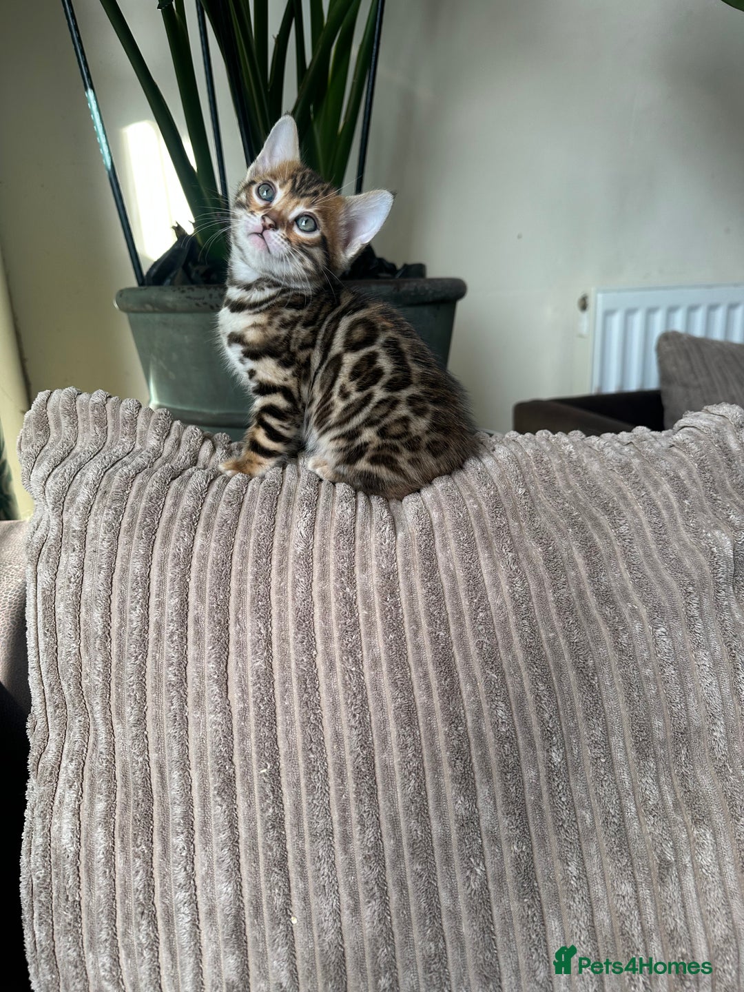 Bengal cats for sale: TICA Bengal kittens for sale . 🐱 - Image 10