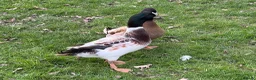 Ducks poultry for sale: Welsh Harlequin & Khaki Campbell Drakes - Advert 5