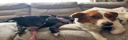 Mixed Breed dogs for adoption: Gregory for adoption in Leigh-on-Sea - Advert 9