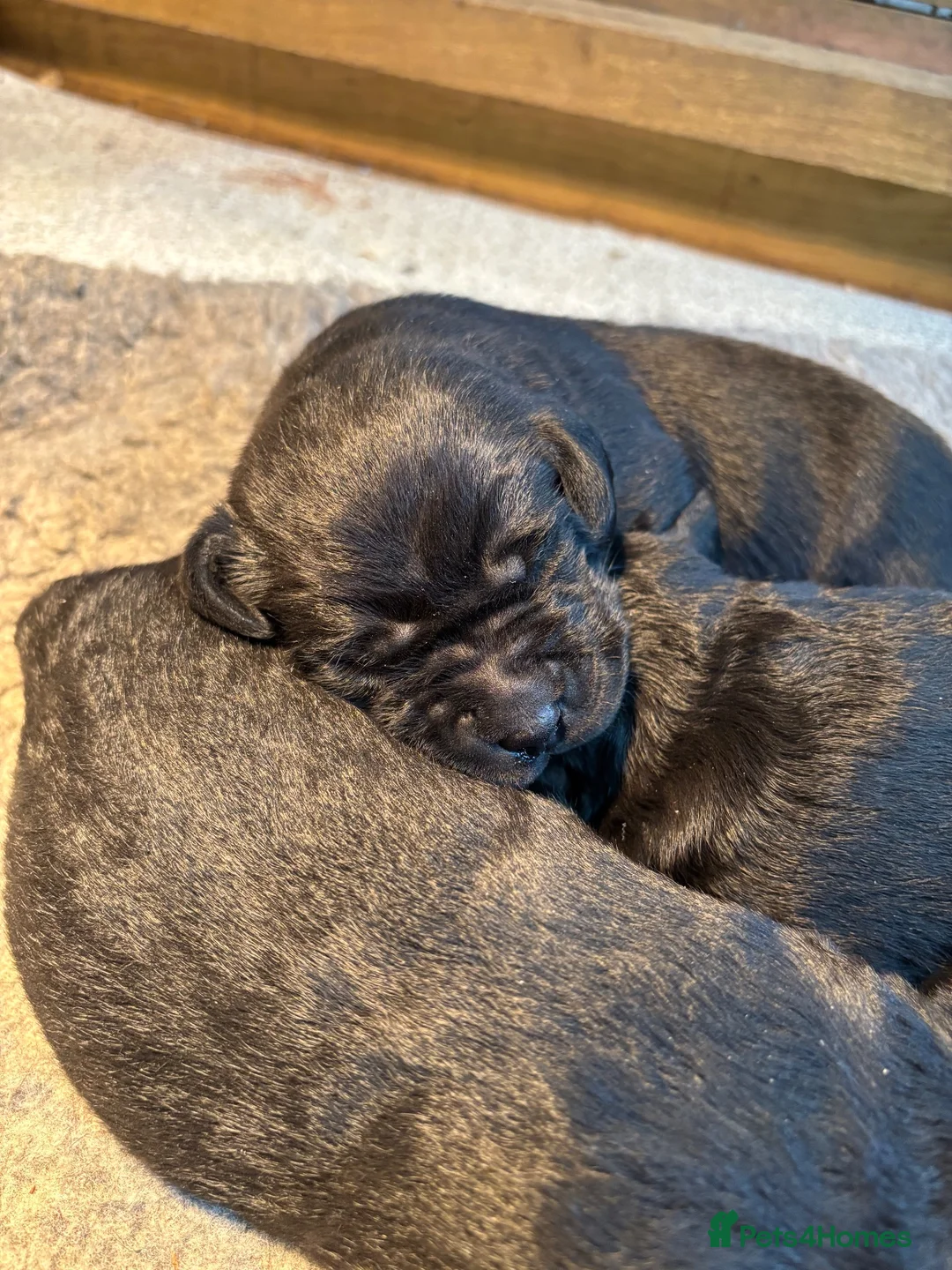 Labrador Retriever dogs for sale: Gorgeous Lab Pups KC reg/health tested parents in Sandbach - Advert 2