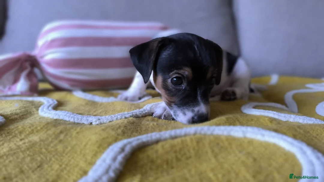 Jack Russell dogs for sale: Beautiful Short-Leg Jack Russell Terrier Puppies  - Advert 5