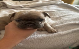 French Bulldog dogs for sale: Adorable French bulldog puppies for sale - Image 17