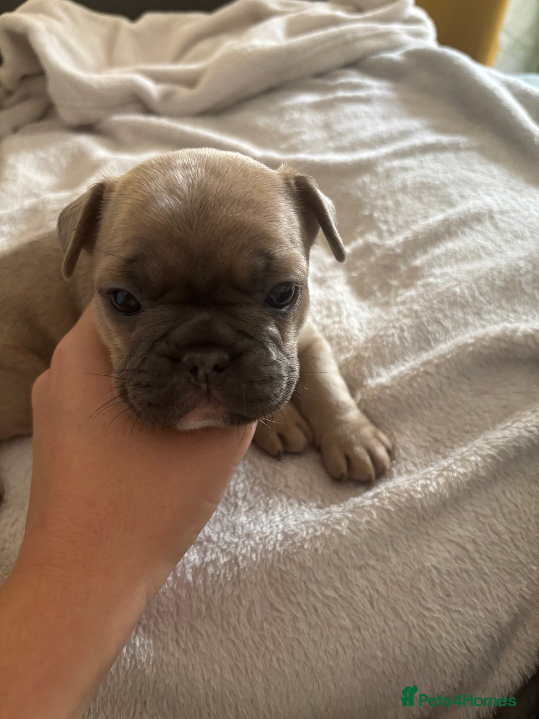 French Bulldog dogs for sale: Adorable French bulldog puppies for sale - Image 17