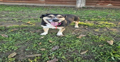Mixed Breed dogs - Advert 14