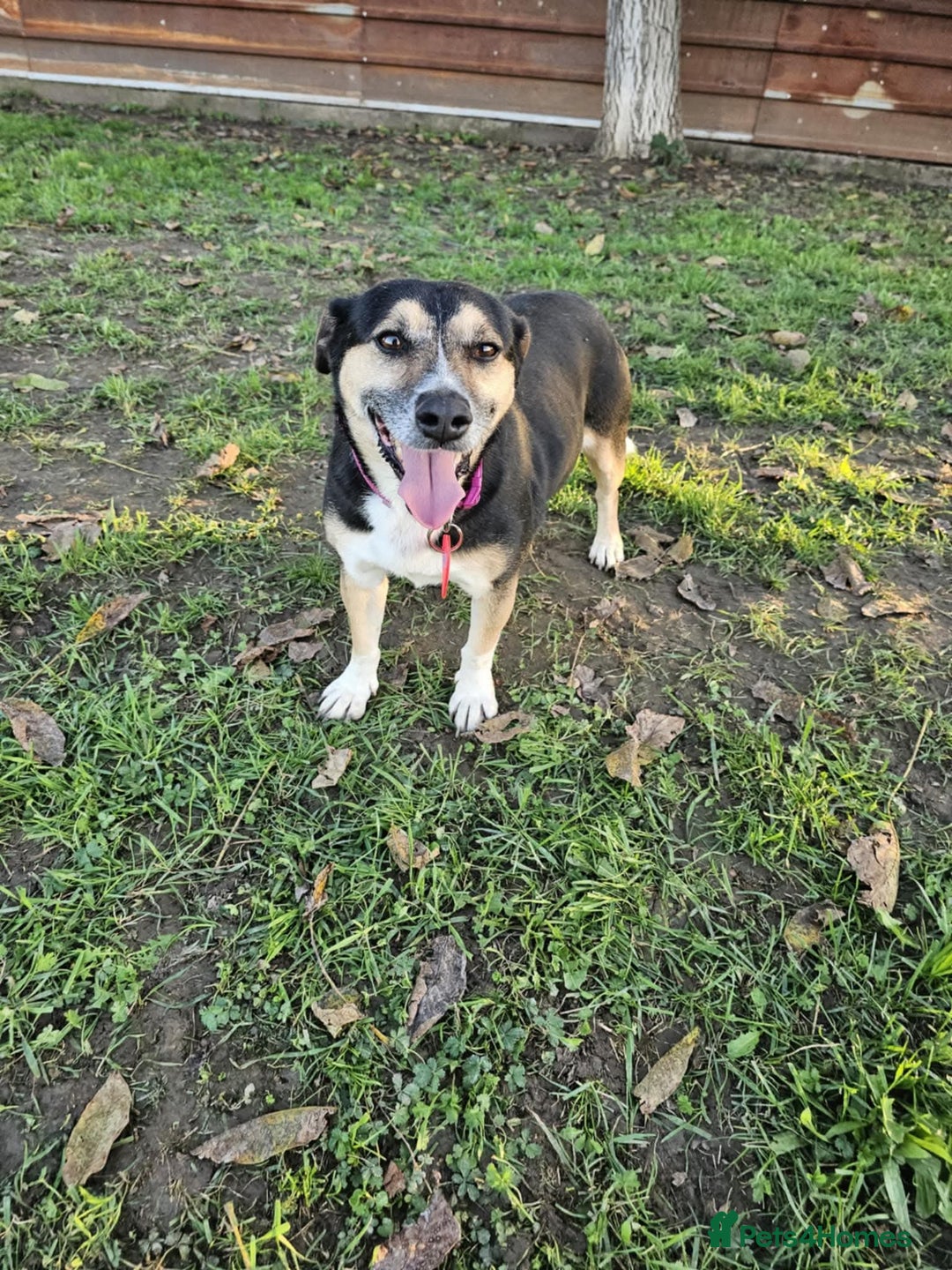 Mixed Breed dogs for sale: SAMIA–A LITTLE DOG WITH A BIG SMILE 🐾❤️ - Image 2