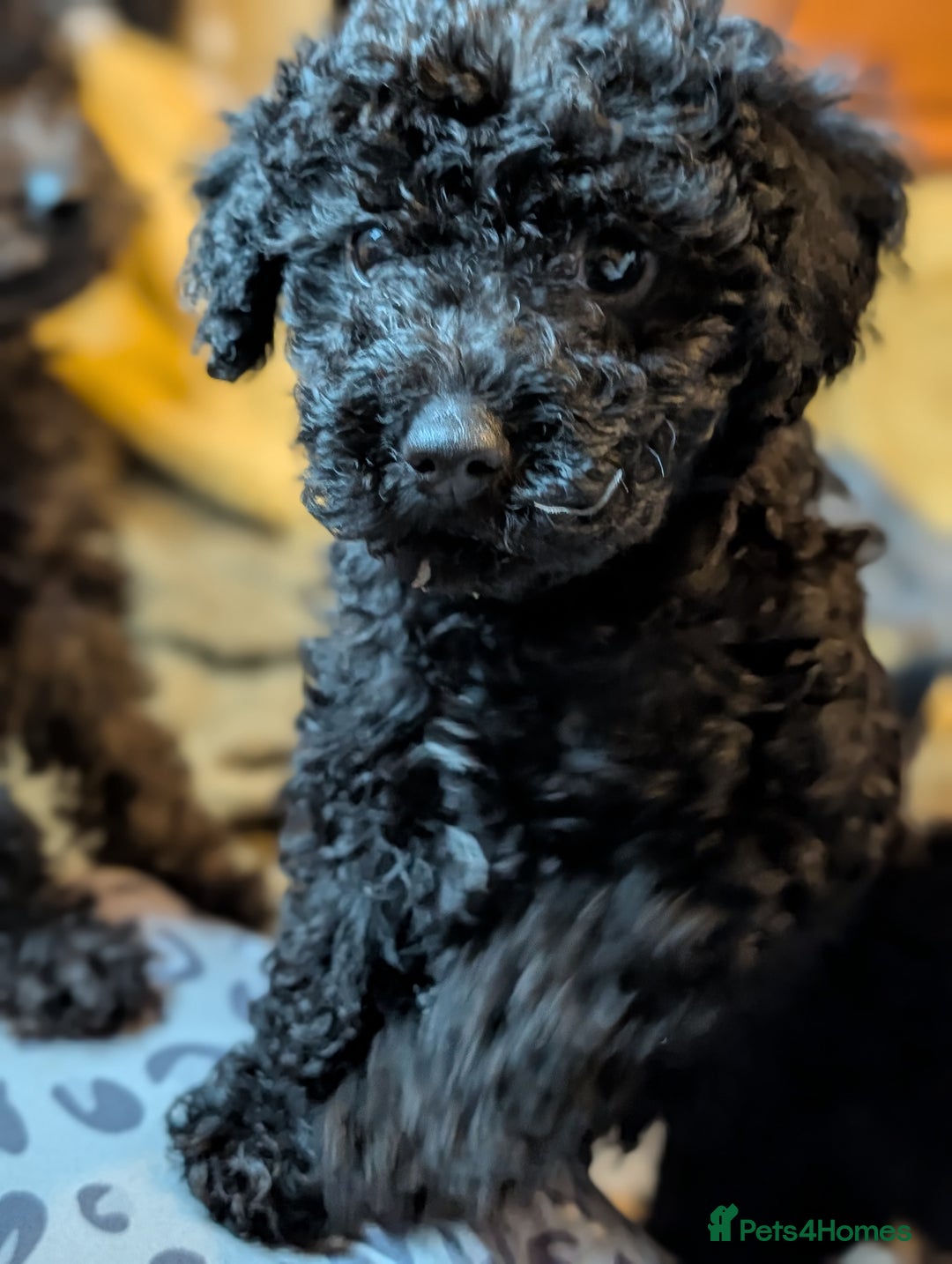 Chipoo dogs for sale: Beautiful tiny fluffy chipoos - Advert 4