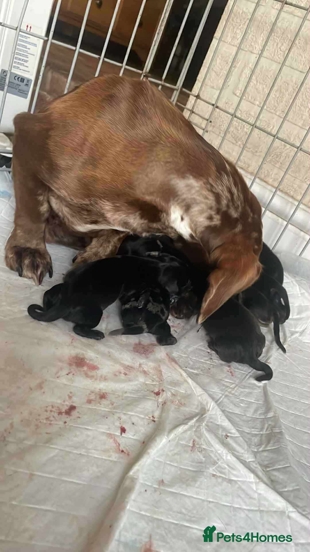 Miniature Dachshund dogs for sale: Miniature dachshunds  - Advert 1