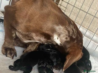 Miniature Dachshund dogs Miniature dachshunds - Advert 13