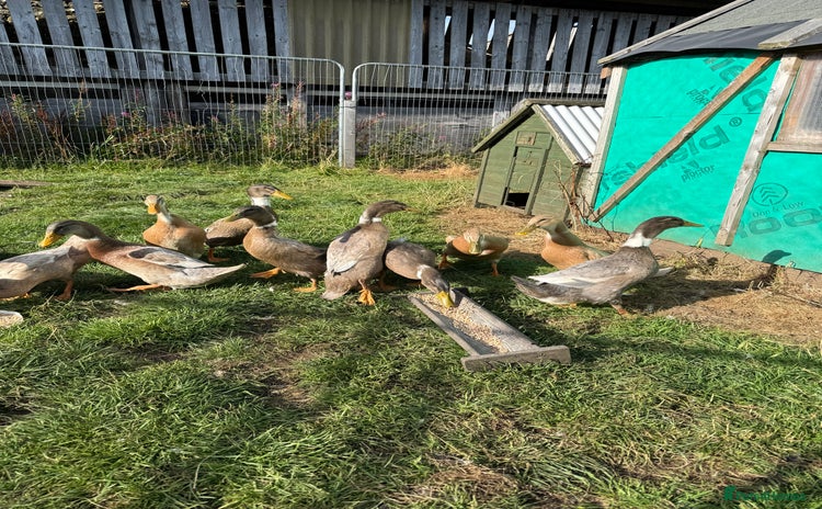 Ducks poultry - Advert 2