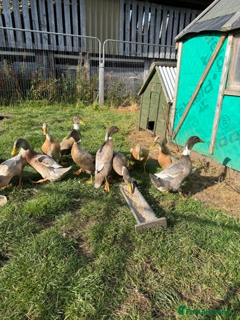 Ducks poultry - Advert 2