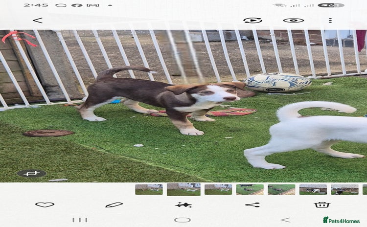 Mixed Breed dogs Husky mix puppies. Ready to leave! - Advert 16