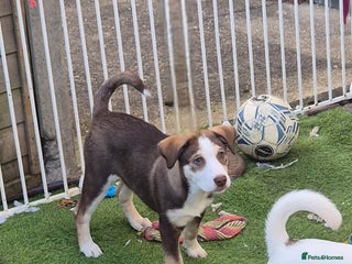 Mixed Breed dogs Husky mix puppies. Ready to leave! - Advert 15