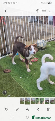 Mixed Breed dogs Husky mix puppies. Ready to leave! - Advert 2