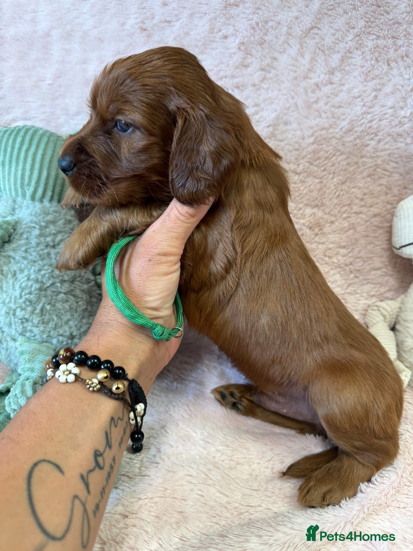 Irish Setter dogs Gorgeous Irish Setter Pups - 2 Boys available KC - Advert 1