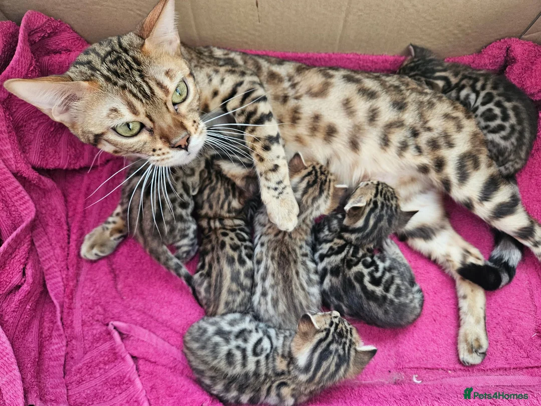 Bengal cats for sale: Looking for a new home  in Great Yarmouth - Advert 2